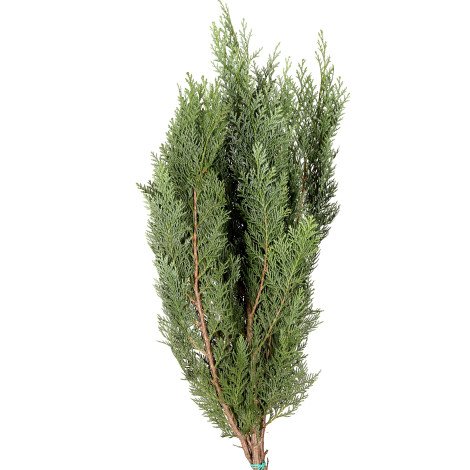 Conifer