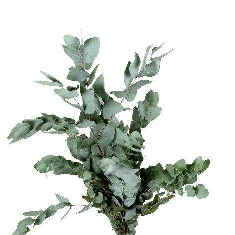 Eucalyptus Cinerea