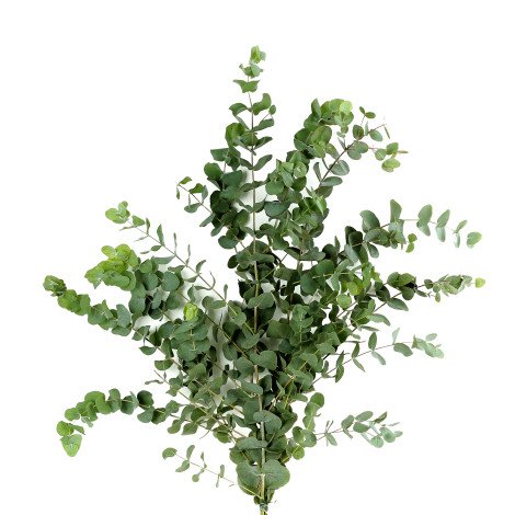 Eucalyptus