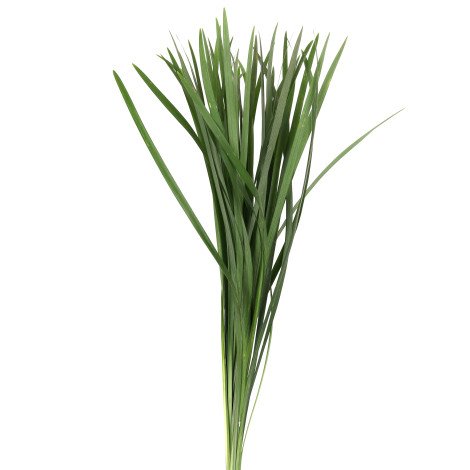 Miscanthus