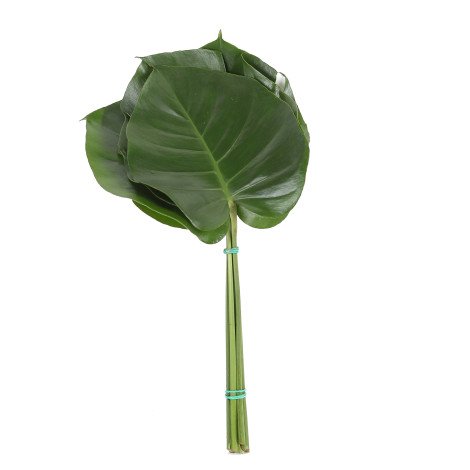 Monstera