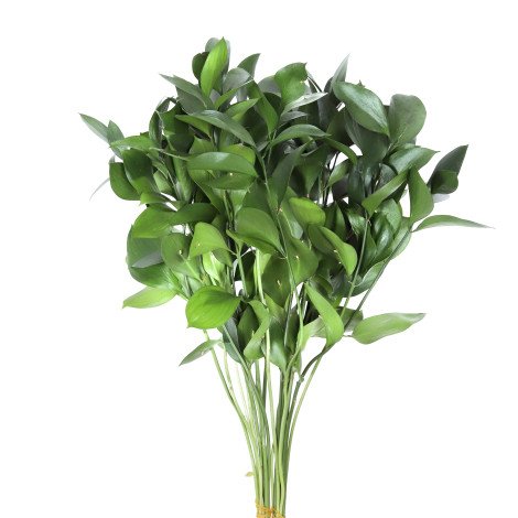 Ruscus