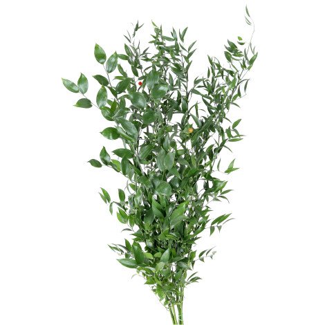 Ruscus Italy