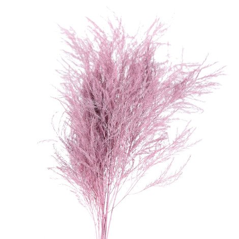 Treefern Tinted Pink