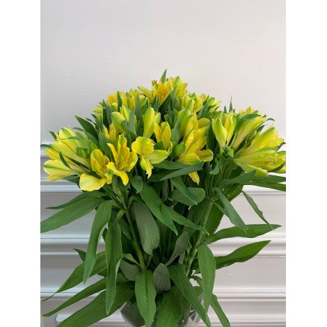 Alstroemeria yellow