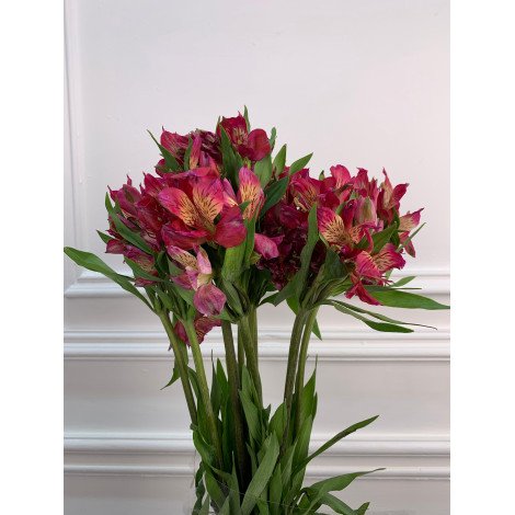 Alstroemeria purple