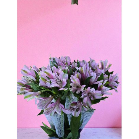 Alstroemeria Elegance