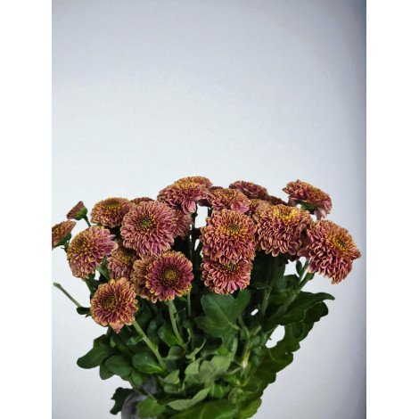 Chrysanthemum santini brown