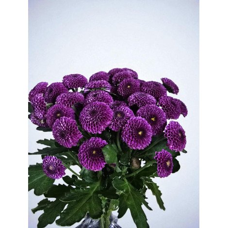 Chrysanthemum santini purple