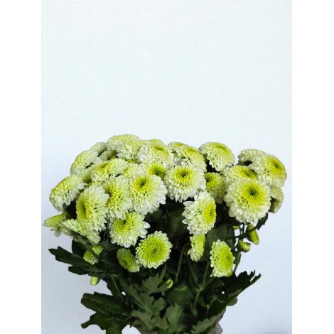 Chrysanthemum santini light...