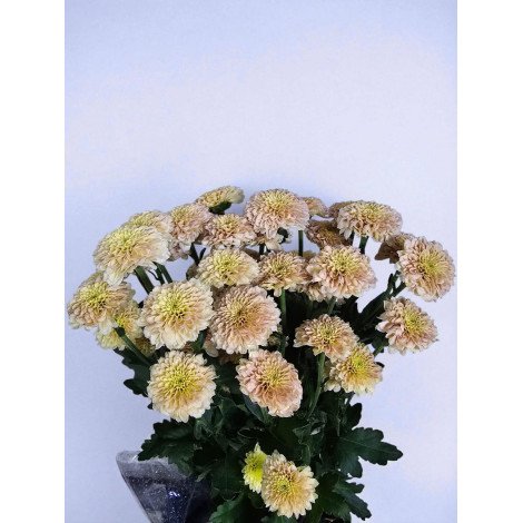 Chrysanth Santini Jeanny Peach