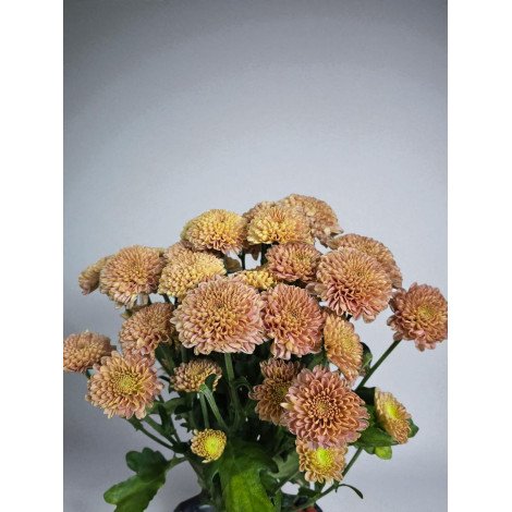 Chrysanth Santini Ellison...