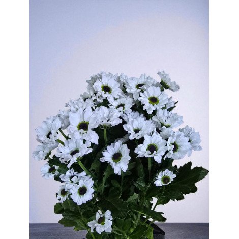 Chrysanth Santini Bouncer