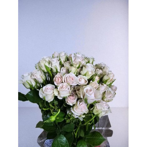 Baby roses LADY OF THE DAWN