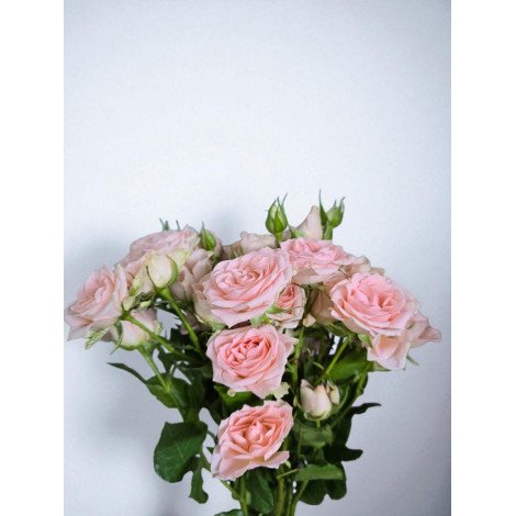 Baby roses BABY FOLLIES