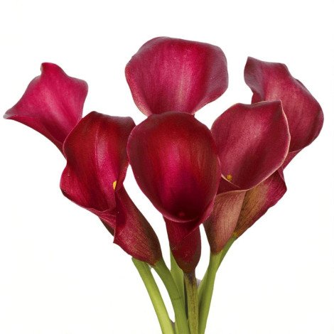 Calla  Call Aruna