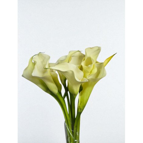 Calla  Snowstar