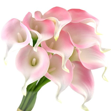 Calla  Blushing Lady