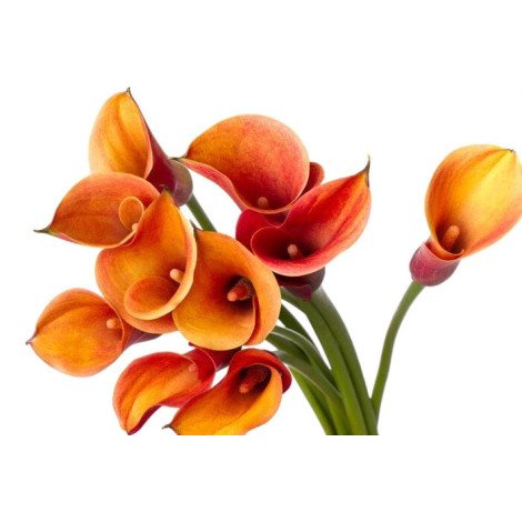 Calla Captain Odeon