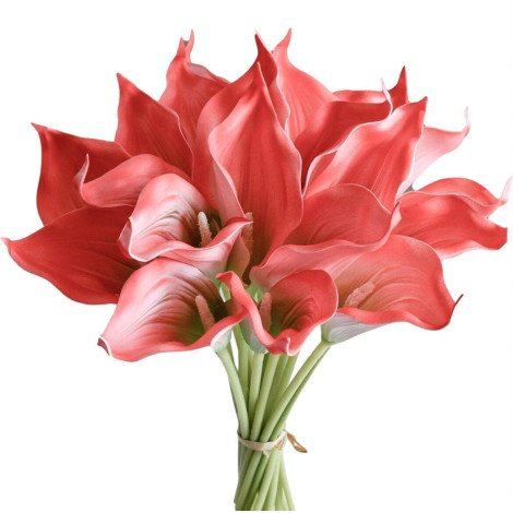 Calla Blushing Lady
