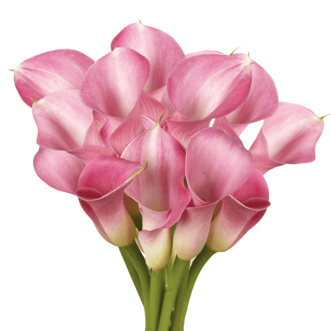 Calla Captain Romance