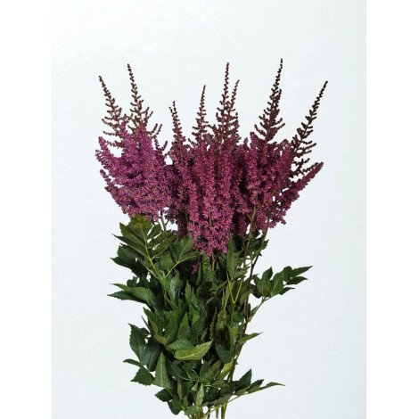 Astilbe Else Schluck
