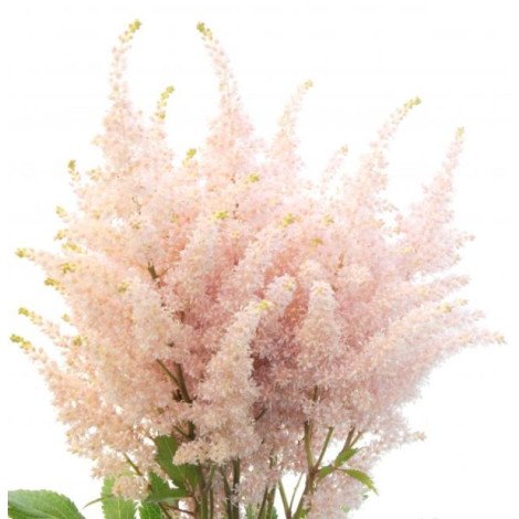 Astilbe Europa