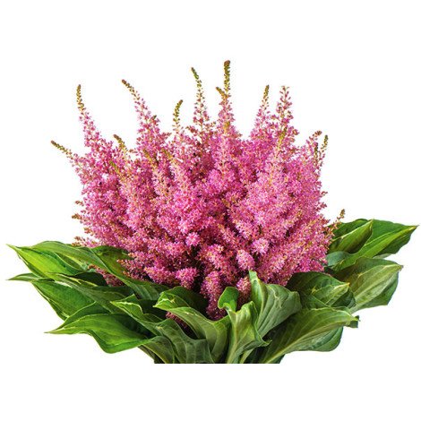 Astilbe Romanze