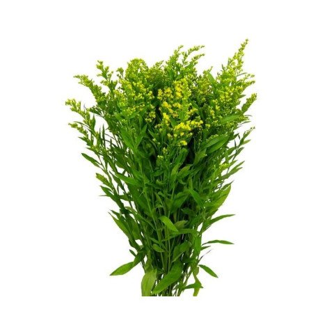 Solidago Carzan Glory