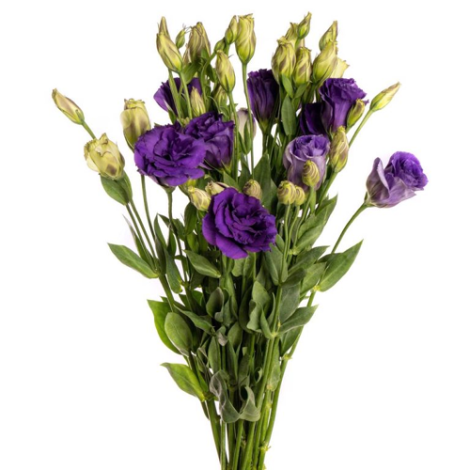 Lisianthus purple