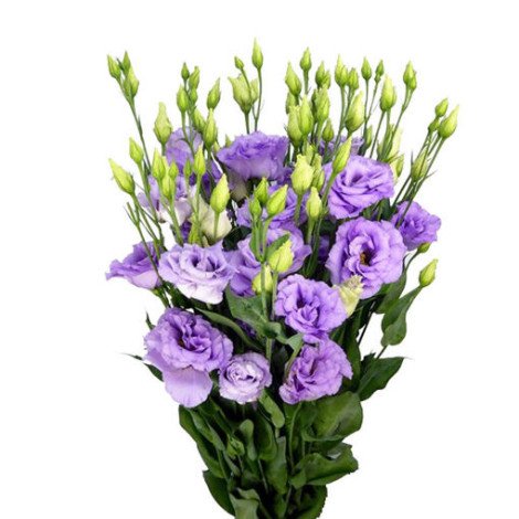 Lisianthus Light purple
