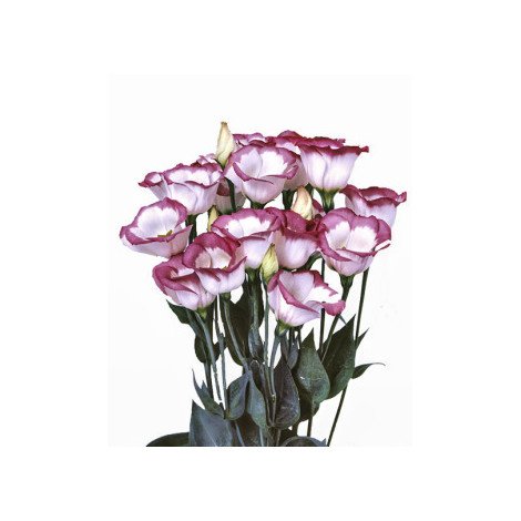 Lisianthus Double colors