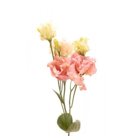 Lisianthus apricot