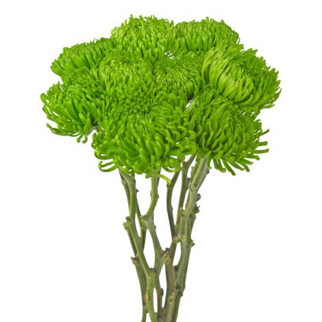 Spider cremon green