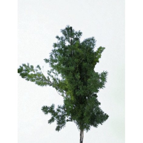 Asparagus Umbellatus