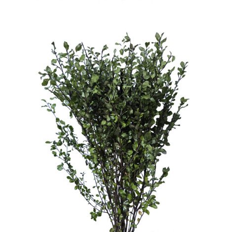 pittosporum new zealand