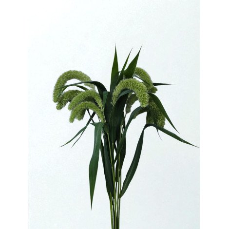 setaria