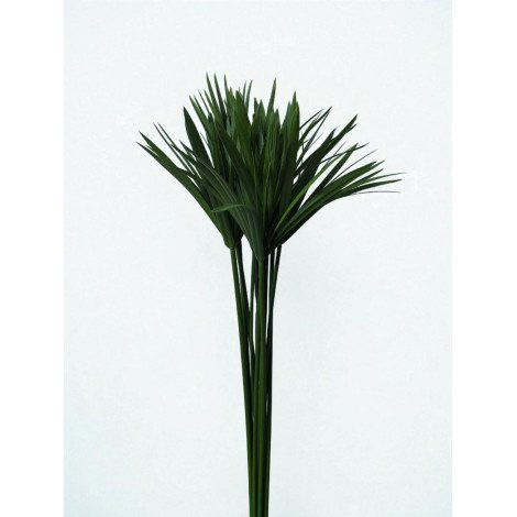 cyperus glaber