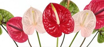 Anthurium