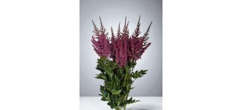 Astilbe