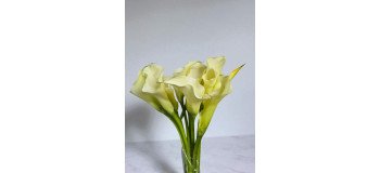 Calla