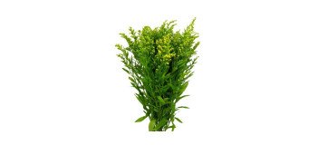 Solidago