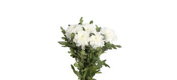 كرمون اسبيدر